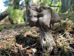 Helvella