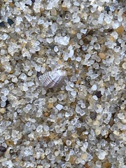 Ilyanassa trivittata