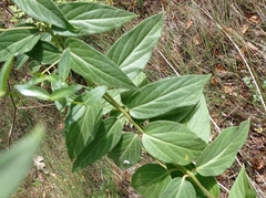 Vincetoxicum hirundinaria