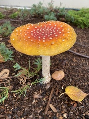Amanita
