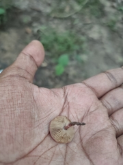 Micropsalliota lateritia