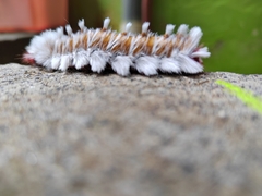 Neopreptos marathusa