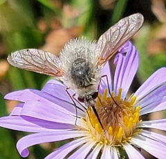 Bombyliinae