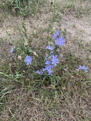 Cichorium intybus