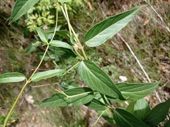 Vincetoxicum hirundinaria