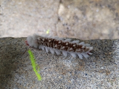 Neopreptos marathusa