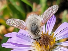 Bombyliinae