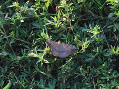 Anticarsia gemmatalis