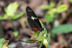 Heliconius doris viridis