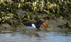 Haematopus palliatus