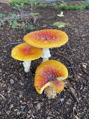 Amanita