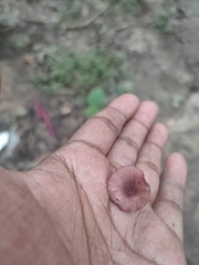 Micropsalliota lateritia