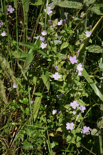 Epilobium algidum (Epilobium algidum)