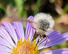 Bombyliinae