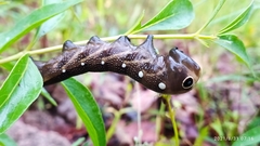 Xylophanes falco