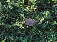 Anticarsia gemmatalis