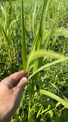 Setaria faberi
