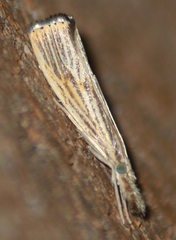 Agriphila vulgivagellus