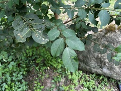 Lagerstroemia subcostata