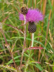 Cirsium flodmanii