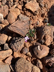 Epilobium anagallidifolium