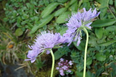 Dipsacoideae