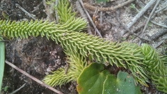 Lycopodiella