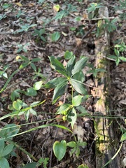 Medeola virginiana