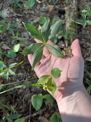 Medeola virginiana