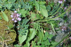 Dipsacoideae