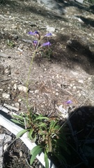 Penstemon gracilentus