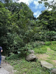 Lagerstroemia subcostata