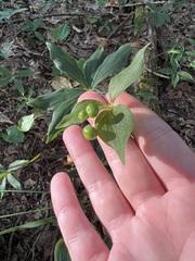 Medeola virginiana