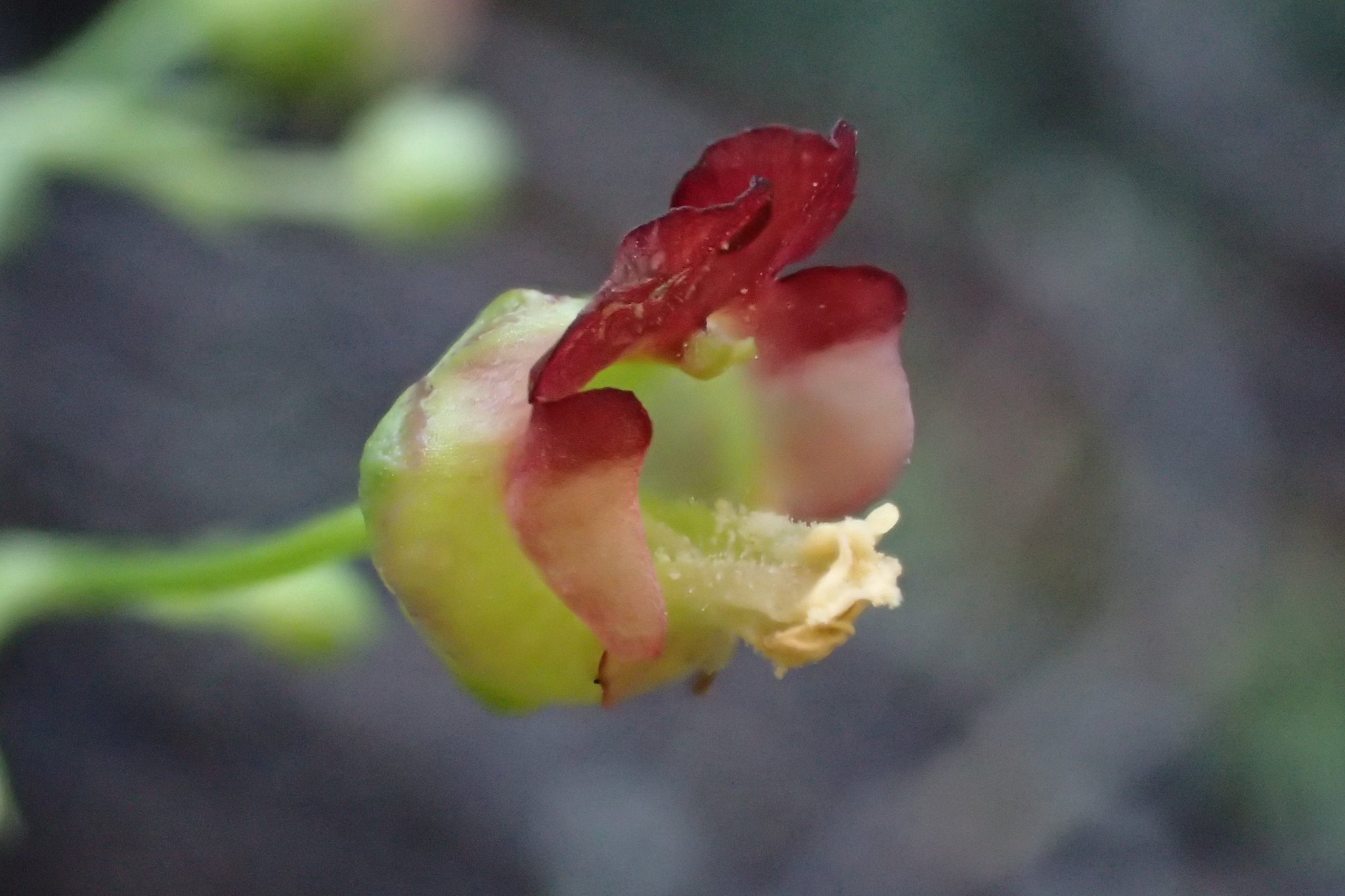 Scrophularia parviflora