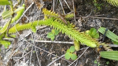 Lycopodiella