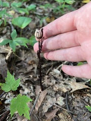 Monotropa uniflora