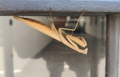 Mantis religiosa