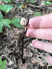 Monotropa uniflora
