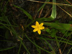 Hypoxis curtissii