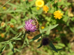Halictus scabiosae
