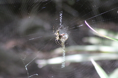 Argiope aurantia