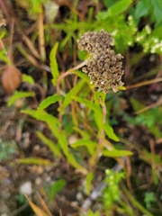 Achillea millefolium borealis