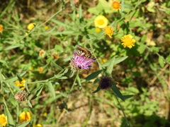 Halictus scabiosae