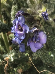 Polemonium eximium