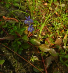 Lobelia feayana