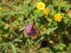 Halictus scabiosae