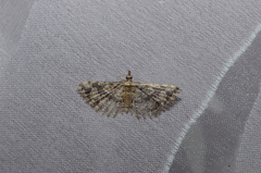 Pterotopteryx dodecadactyla