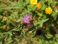 Halictus scabiosae