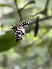 Micrathena gracilis