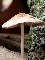 Pluteus longistriatus